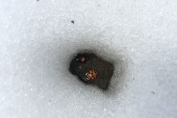 MajkaBaur_Ladybird in sno